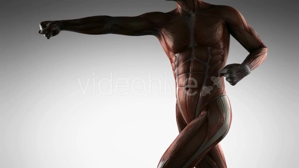 Human Muscle Anatomy - Download Videohive 21485181