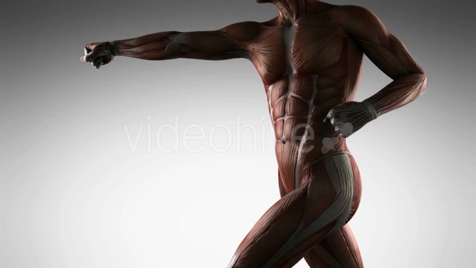 Human Muscle Anatomy - Download Videohive 21485181