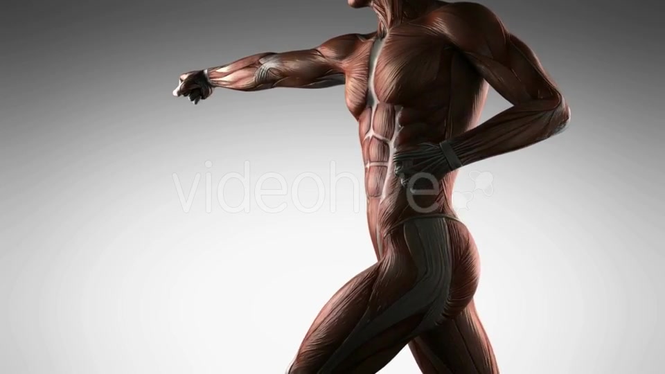 Human Muscle Anatomy - Download Videohive 21485181