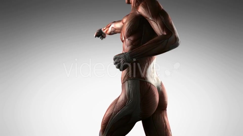 Human Muscle Anatomy - Download Videohive 21485181