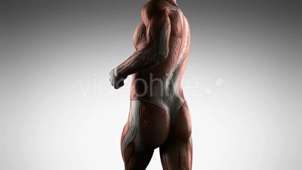 Human Muscle Anatomy - Download Videohive 21485181