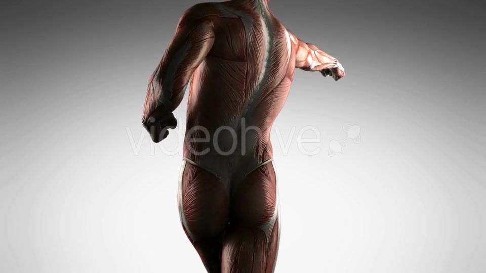 Human Muscle Anatomy - Download Videohive 21485181