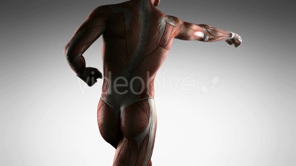 Human Muscle Anatomy - Download Videohive 21485181