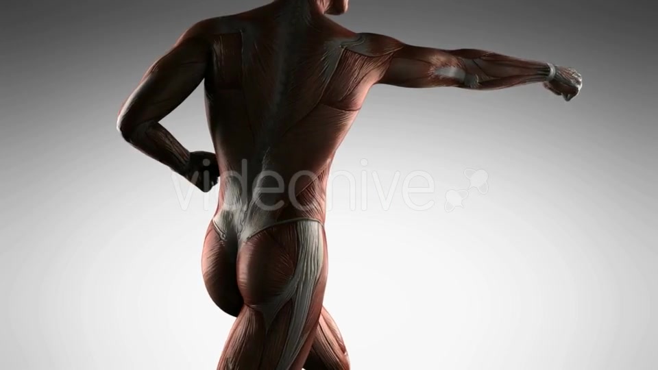 Human Muscle Anatomy - Download Videohive 21485181