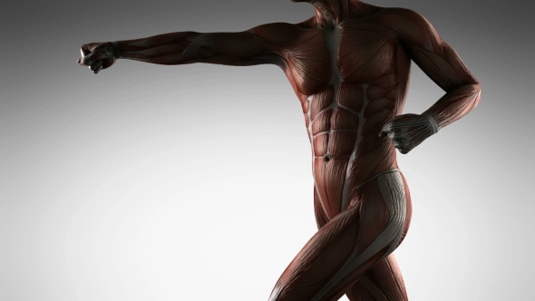 Human Muscle Anatomy - Download Videohive 21485181