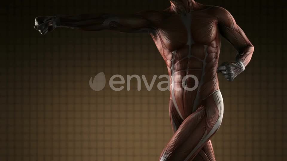 Human Muscle Anatomy - Download Videohive 21633668