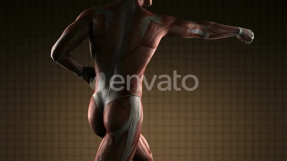 Human Muscle Anatomy - Download Videohive 21633668