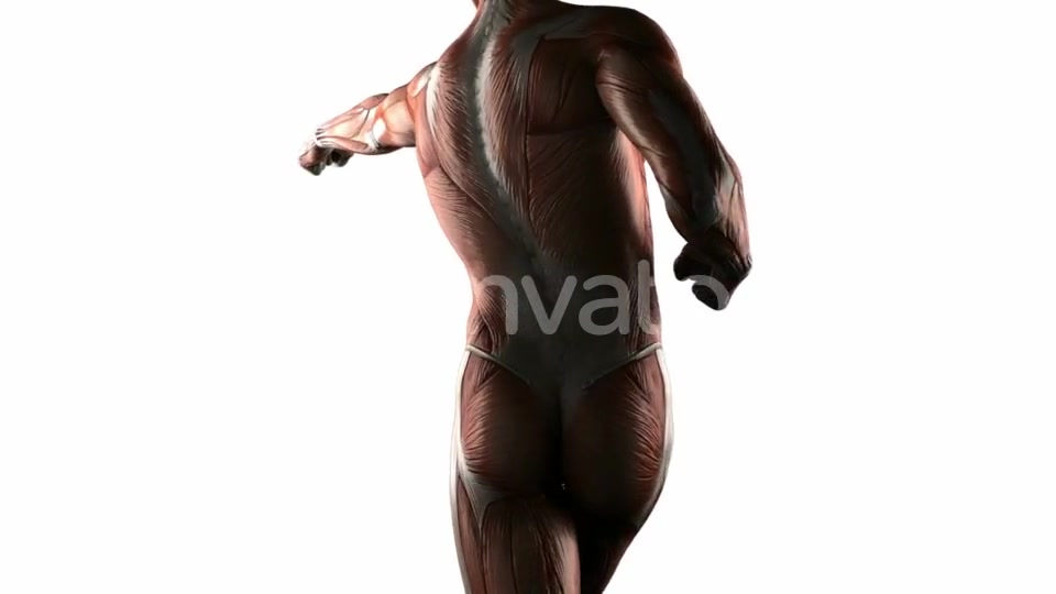 Human Muscle Anatomy - Download Videohive 21633830