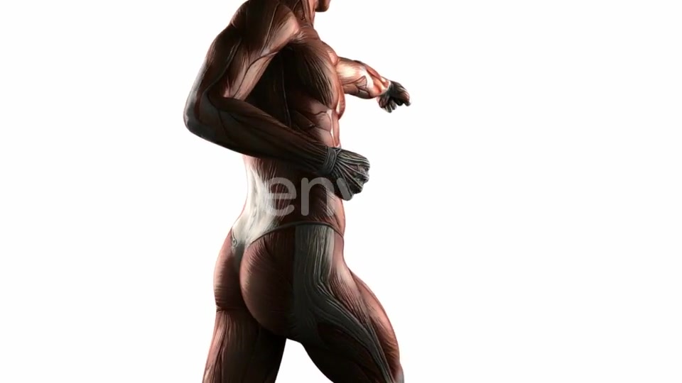 Human Muscle Anatomy - Download Videohive 21633830