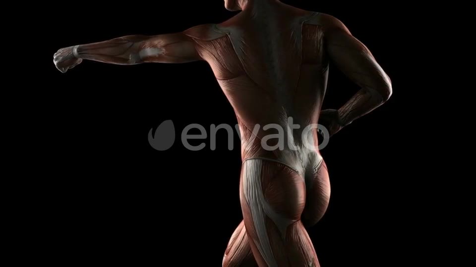 Human Muscle Anatomy - Download Videohive 21915036