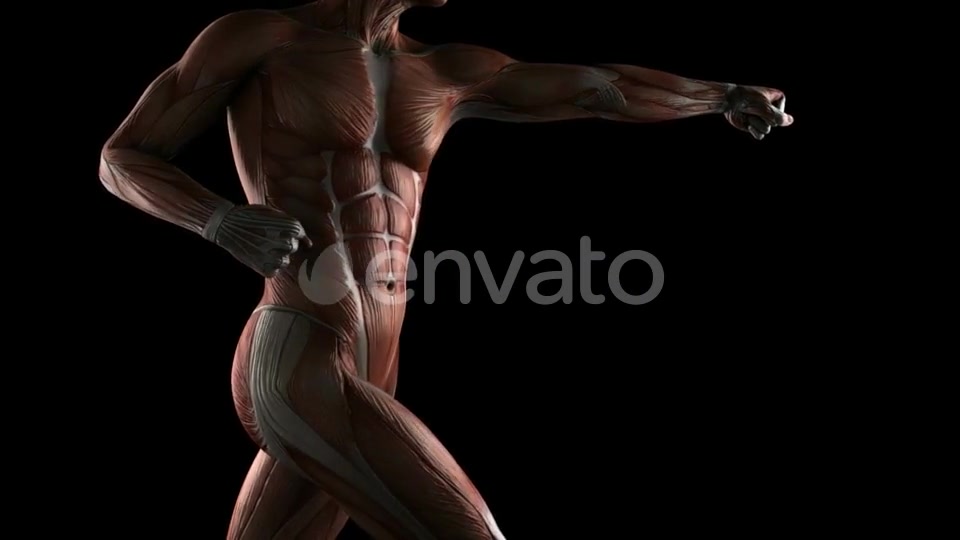 Human Muscle Anatomy - Download Videohive 21915036