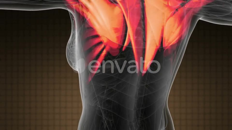 Human Muscle Anatomy - Download Videohive 21978584