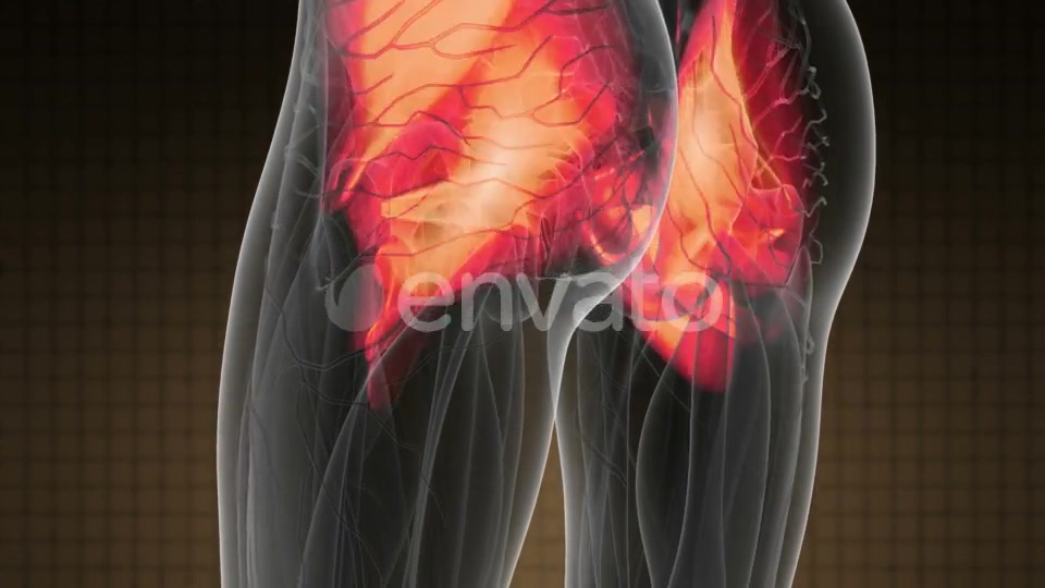 Human Muscle Anatomy - Download Videohive 21978584