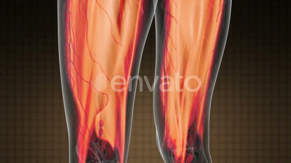 Human Muscle Anatomy - Download Videohive 21978584