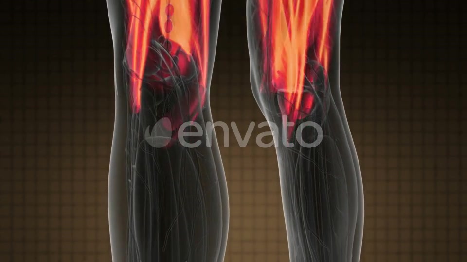 Human Muscle Anatomy - Download Videohive 21978584