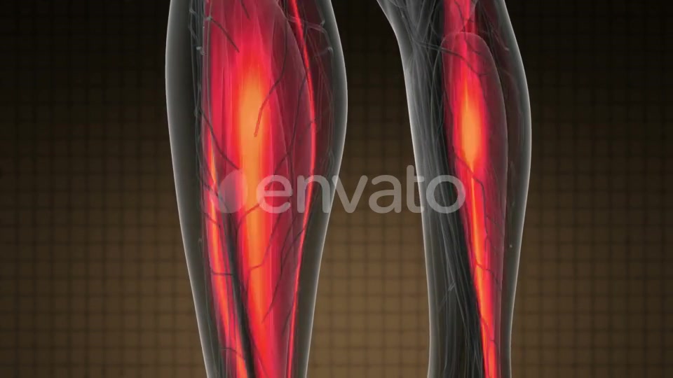 Human Muscle Anatomy - Download Videohive 21978584