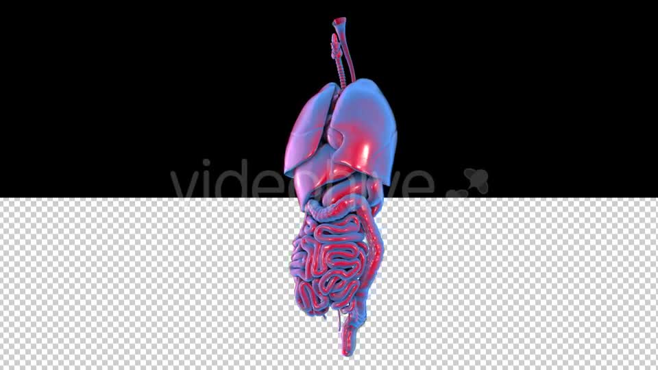 Human Organs - Download Videohive 20848107