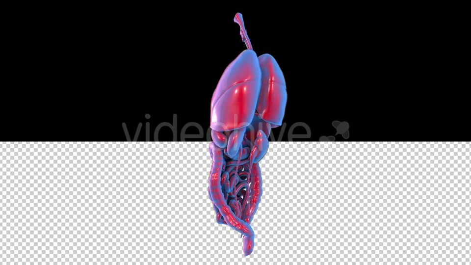 Human Organs - Download Videohive 20848107