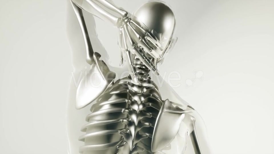 Human Skeleton Bones Model with Organs - Download Videohive 20860236