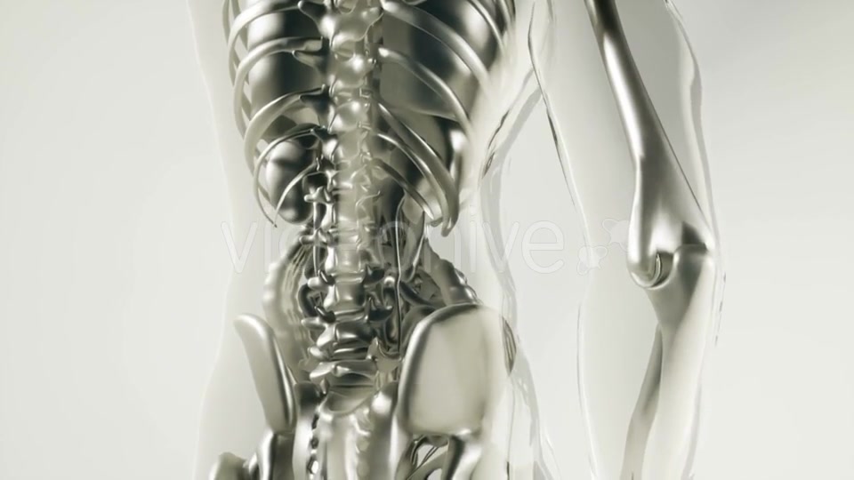 Human Skeleton Bones Model with Organs - Download Videohive 20860236