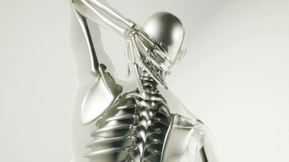 Human Skeleton Bones Model with Organs - Download Videohive 20860236