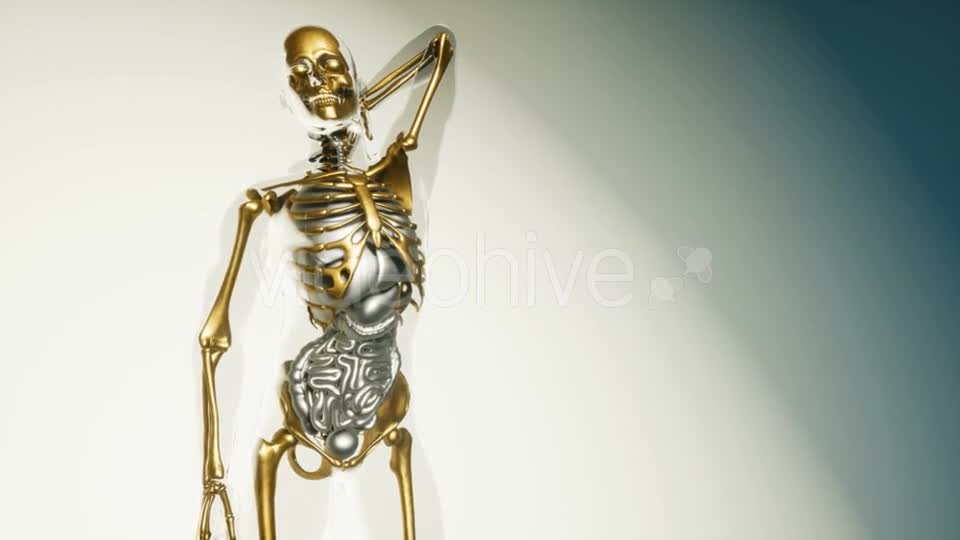 Human Skeleton Bones Model with Organs - Download Videohive 20860249