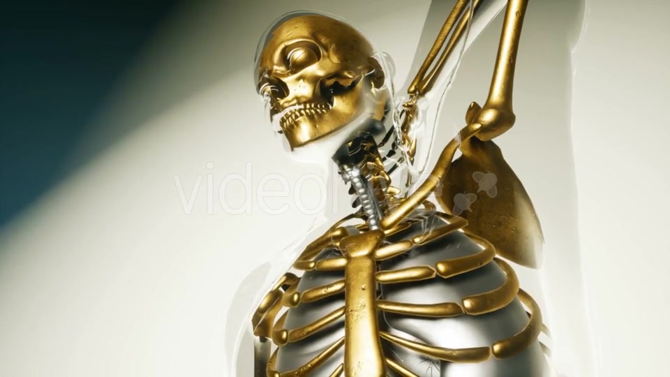 Human Skeleton Bones Model with Organs - Download Videohive 20860249