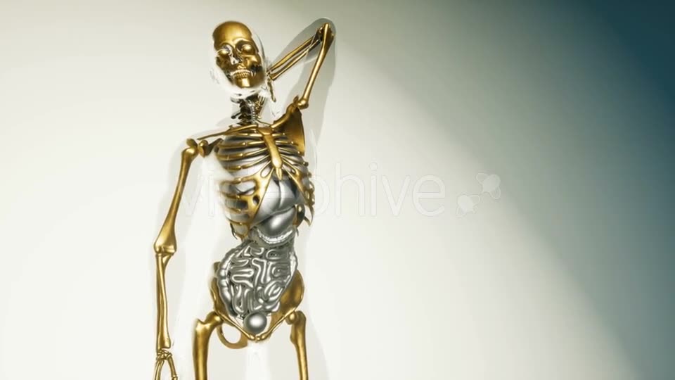 Human Skeleton Bones Model with Organs - Download Videohive 20860249