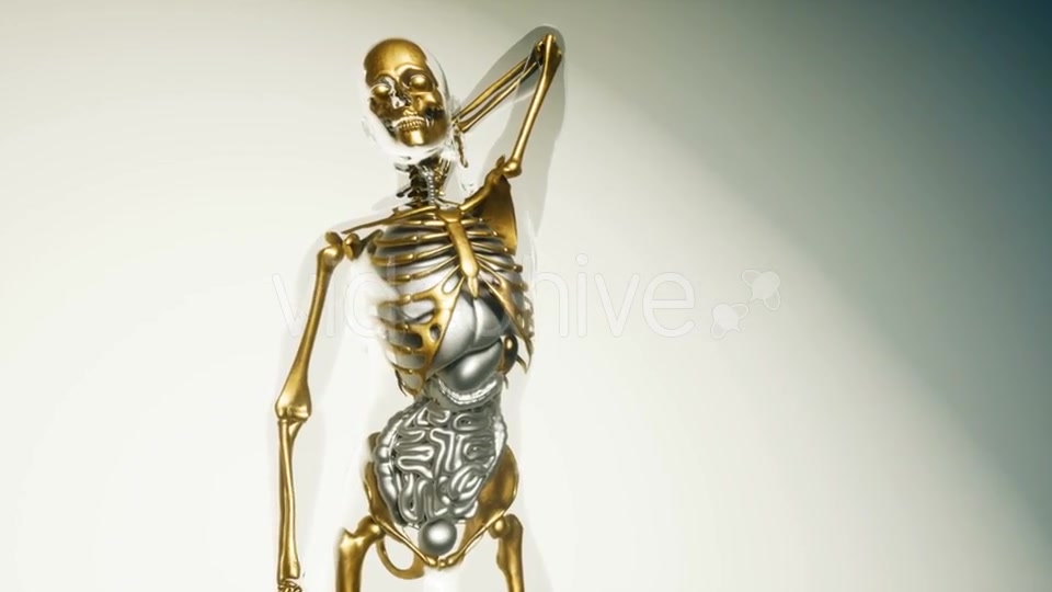 Human Skeleton Bones Model with Organs - Download Videohive 20860249