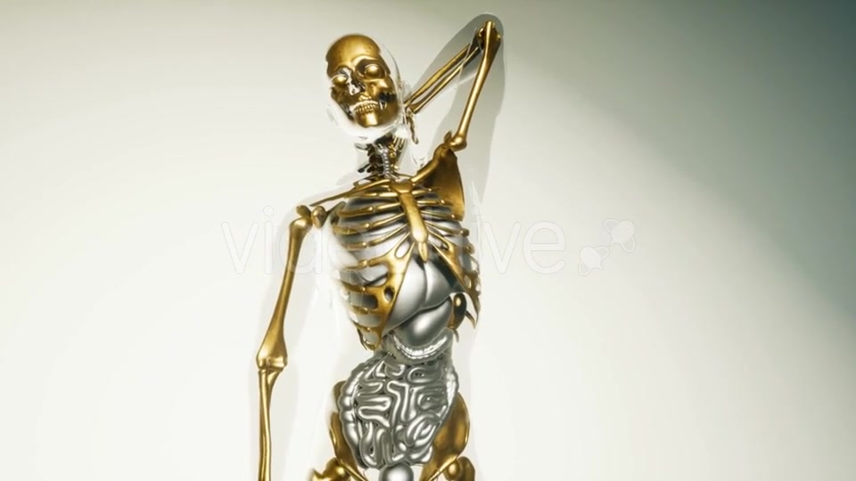 Human Skeleton Bones Model with Organs - Download Videohive 20860249