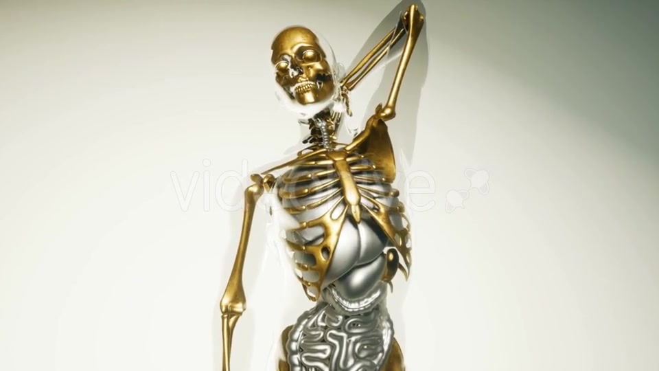 Human Skeleton Bones Model with Organs - Download Videohive 20860249