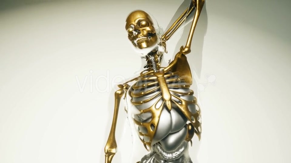 Human Skeleton Bones Model with Organs - Download Videohive 20860249