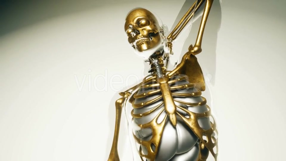 Human Skeleton Bones Model with Organs - Download Videohive 20860249