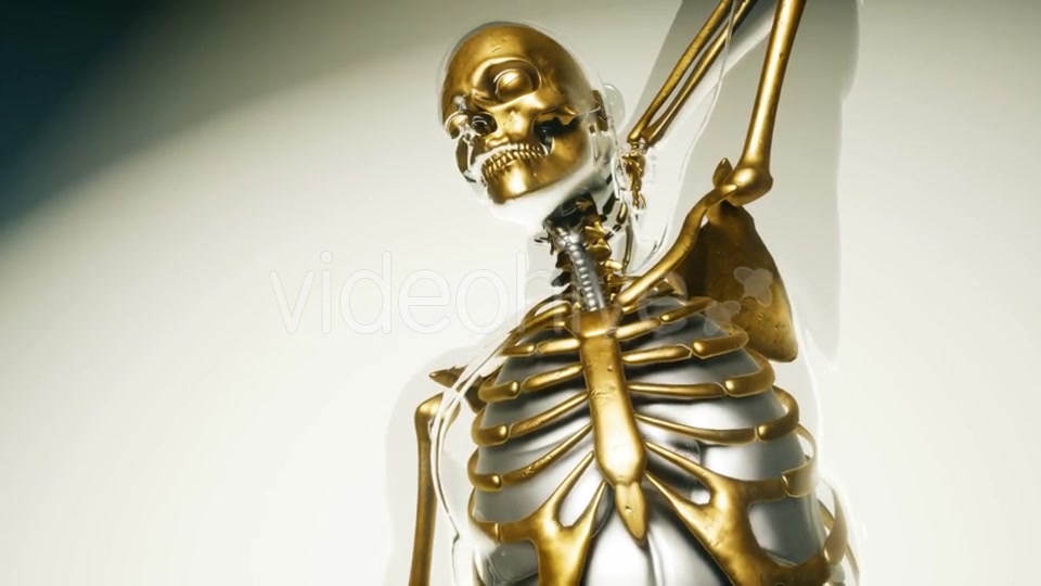 Human Skeleton Bones Model with Organs - Download Videohive 20860249