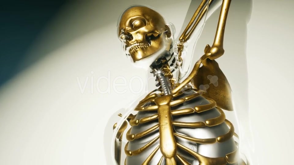 Human Skeleton Bones Model with Organs - Download Videohive 20860249