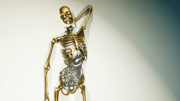 Human Skeleton Bones Model with Organs - Download Videohive 20860249