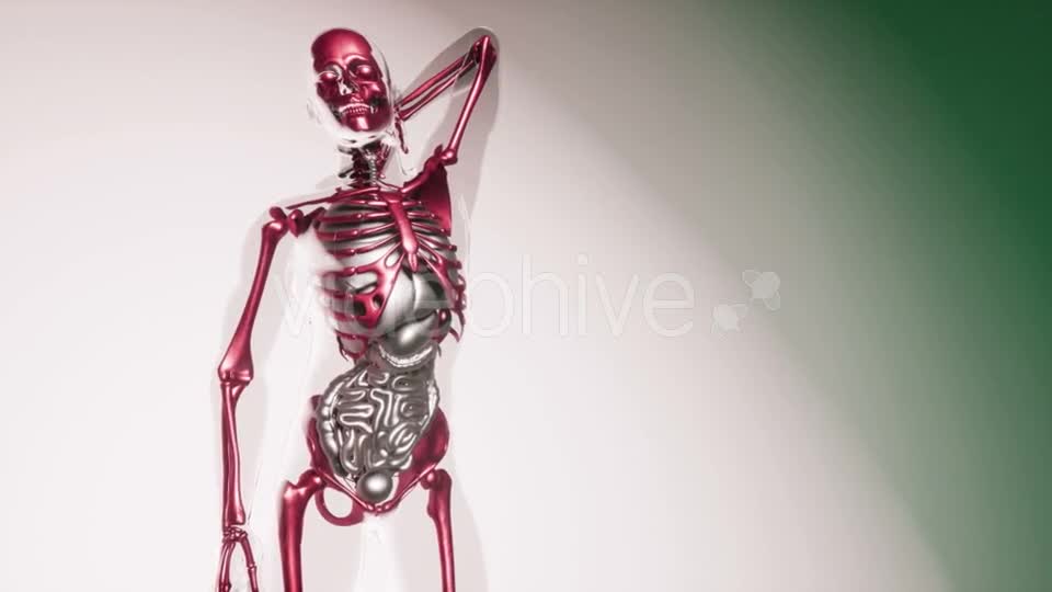 Human Skeleton Bones Model with Organs - Download Videohive 20903284