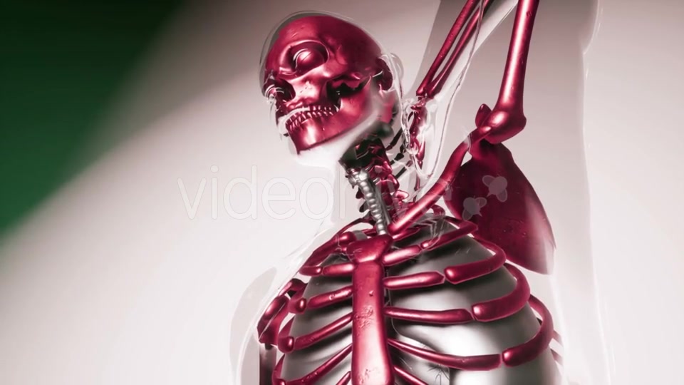 Human Skeleton Bones Model with Organs - Download Videohive 20903284