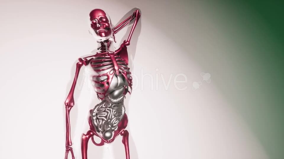 Human Skeleton Bones Model with Organs - Download Videohive 20903284