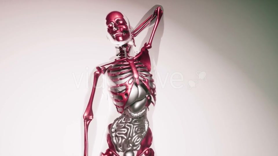 Human Skeleton Bones Model with Organs - Download Videohive 20903284