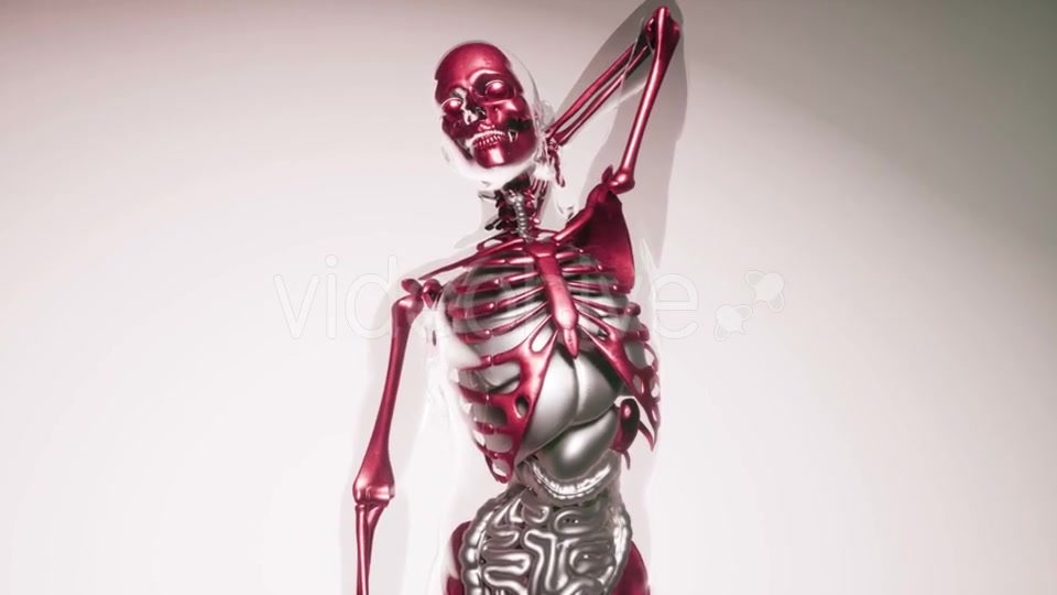 Human Skeleton Bones Model with Organs - Download Videohive 20903284