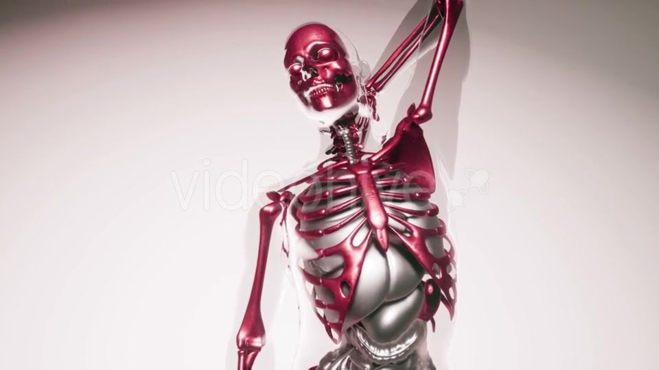 Human Skeleton Bones Model with Organs - Download Videohive 20903284