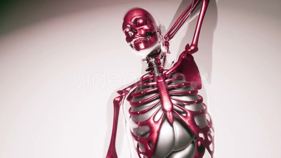 Human Skeleton Bones Model with Organs - Download Videohive 20903284