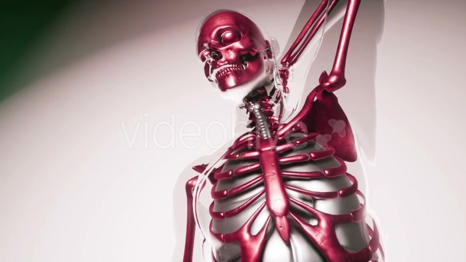 Human Skeleton Bones Model with Organs - Download Videohive 20903284