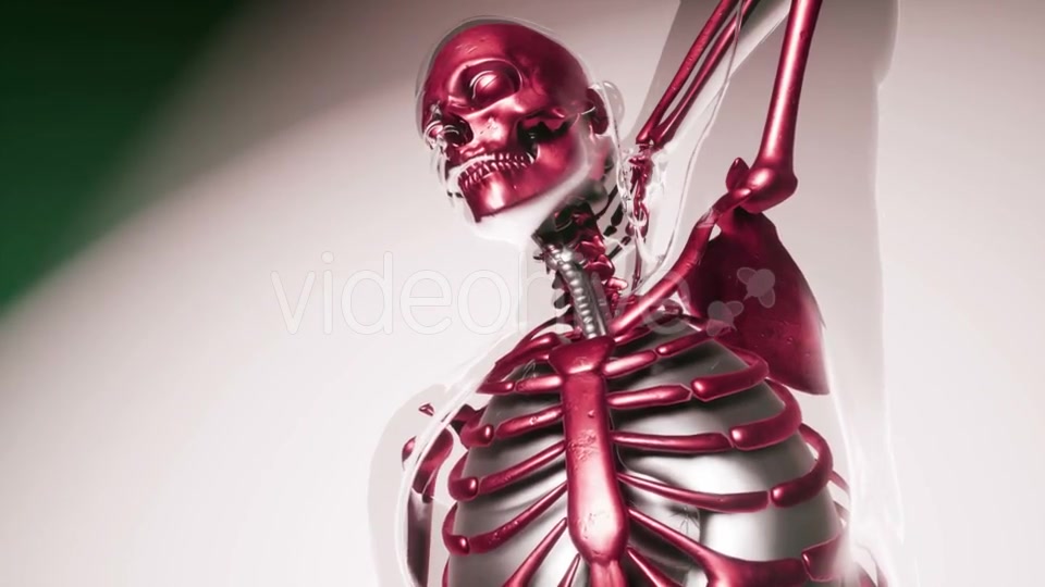 Human Skeleton Bones Model with Organs - Download Videohive 20903284