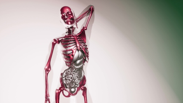 Human Skeleton Bones Model with Organs - Download Videohive 20903284