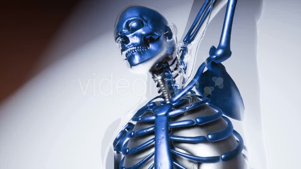 Human Skeleton Bones Model with Organs - Download Videohive 20946534