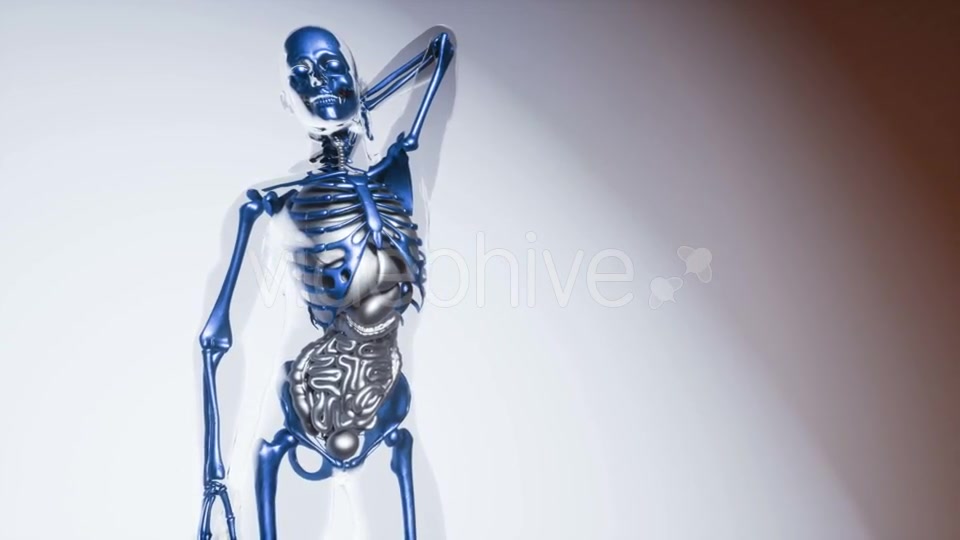 Human Skeleton Bones Model with Organs - Download Videohive 20946534