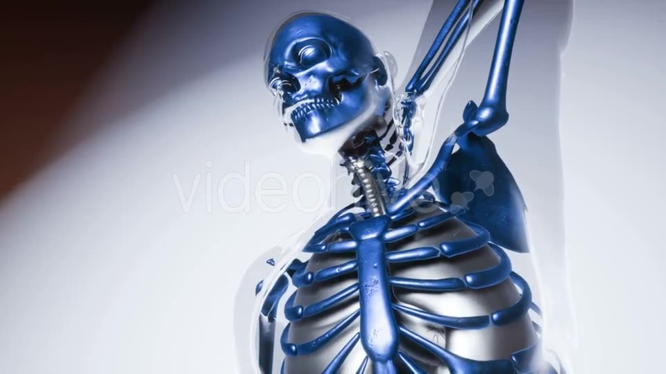 Human Skeleton Bones Model with Organs - Download Videohive 20946534