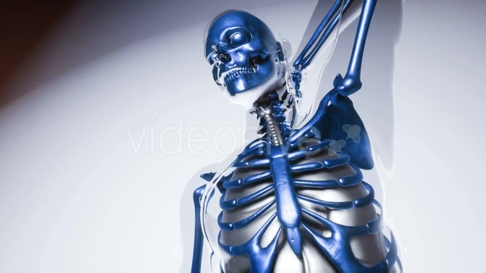 Human Skeleton Bones Model with Organs - Download Videohive 20946534